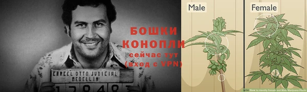 сатива Белокуриха