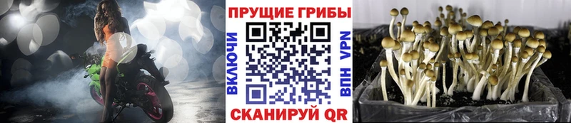 shop какой сайт Сосногорск Псилоцибиновые грибы мухоморы